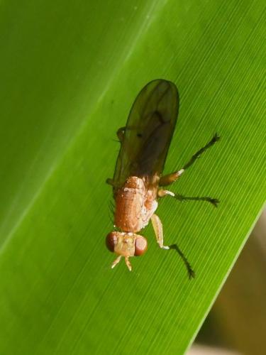 Tetanocera arrogans